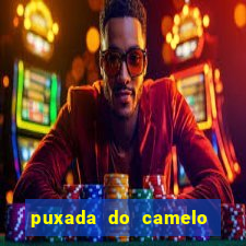 puxada do camelo jogo do bicho